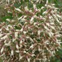 Baccharis halimifolia graine P24